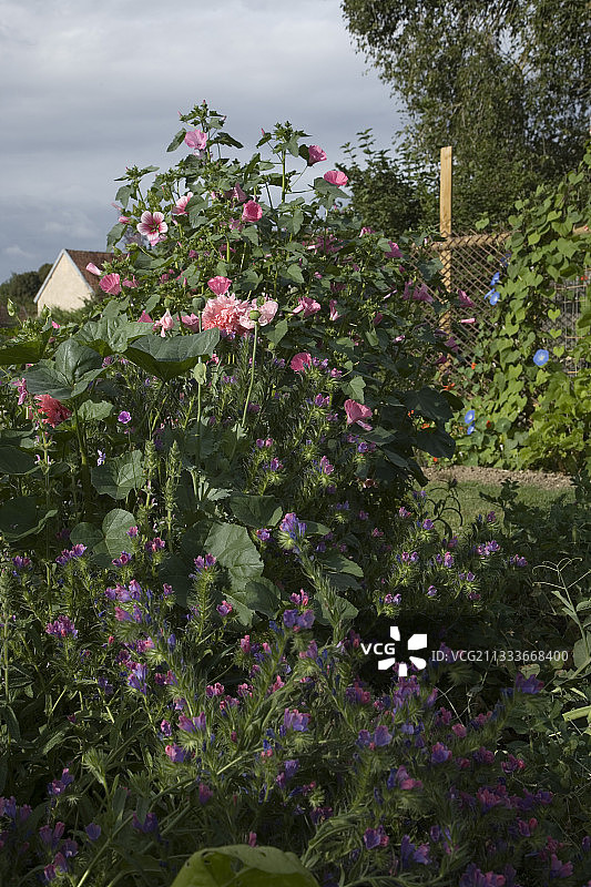 八月厨房花园的年度种植图片素材