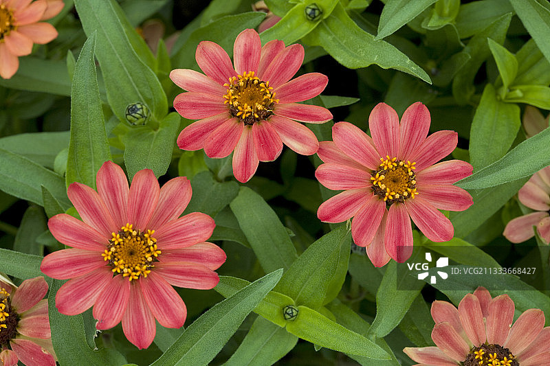 瓦朗斯茹韦公园里盛开的百日草肖像图片素材