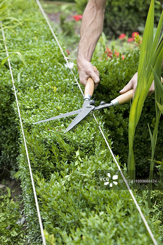 维兹耶城堡黄杨树的整形修剪，伊泽尔省图片素材