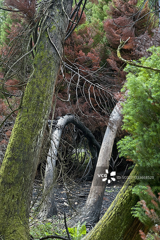 萨瓦省修道院花园里的针叶树图片素材