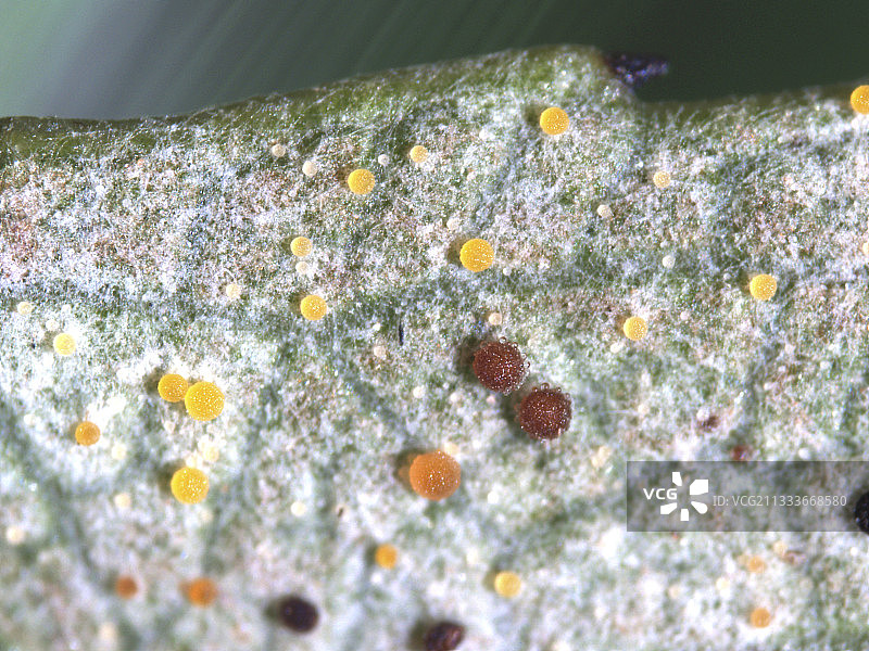 评论：卵的颜色在孵化时从黄色、橙色变为黑色图片素材