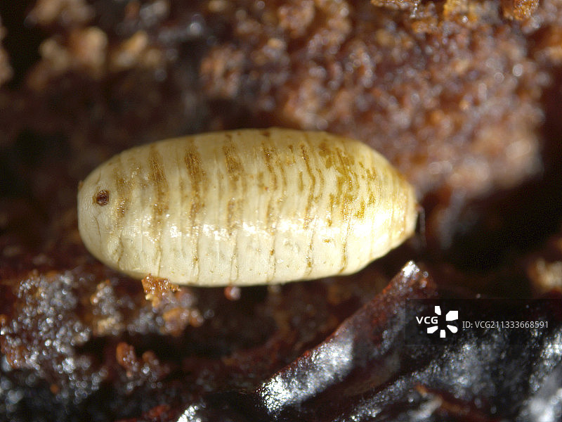 注释：尺寸接近3毫米图片素材