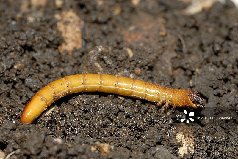 西皮耶尔地区图片素材