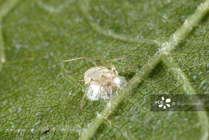 圣克里斯托尔-德罗迪耶尔地区风光图片素材