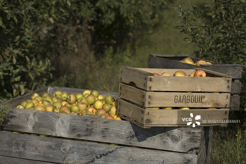 苹果采摘图片素材