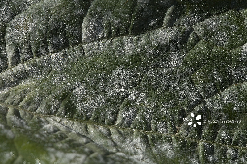 感染白粉病的西葫芦叶图片素材