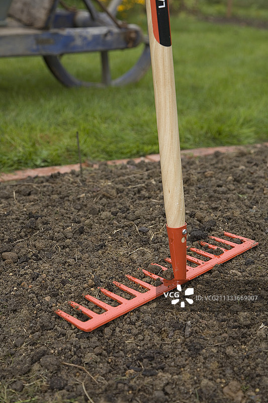 在厨房花园里锯羊肉生菜图片素材