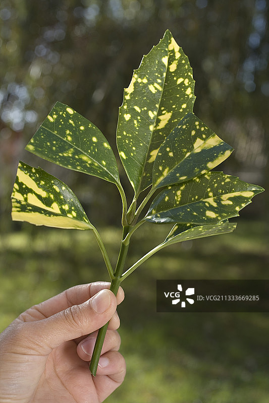 花园中修剪桃叶珊瑚图片素材