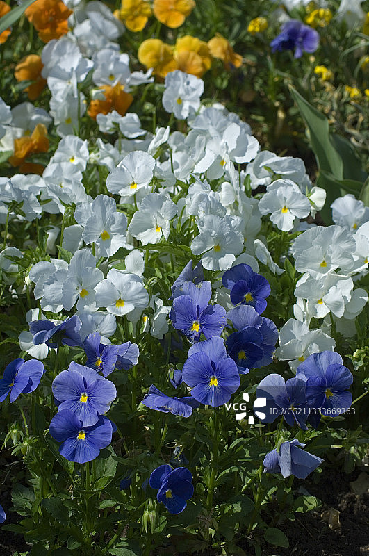 紫罗兰“春季嘉年华”图片素材