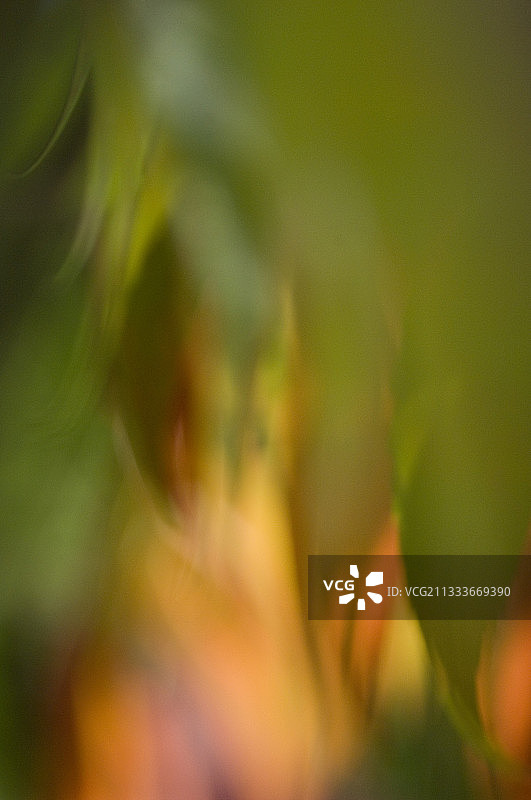 漆树“Dissecta”树叶的虚化效果图片素材