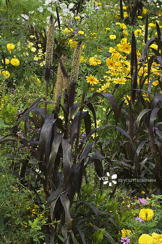 繁花似锦花园中的珍珠粟图片素材
