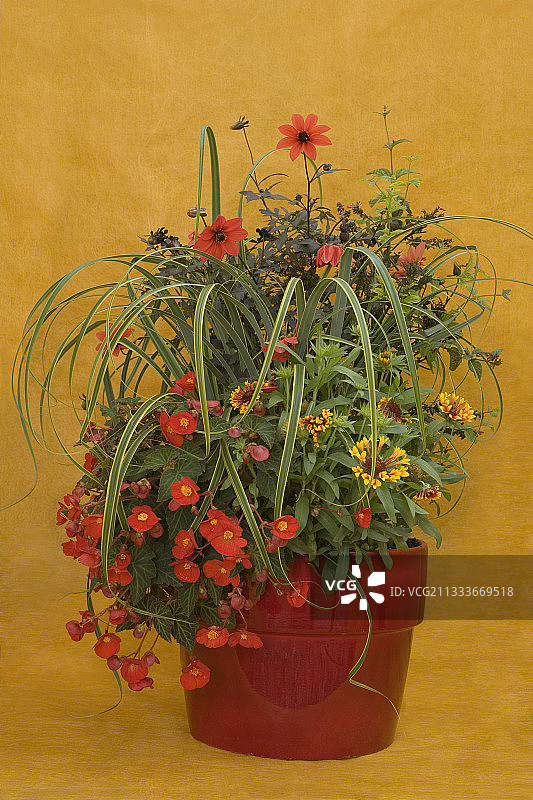 工作室里的盆栽图片素材