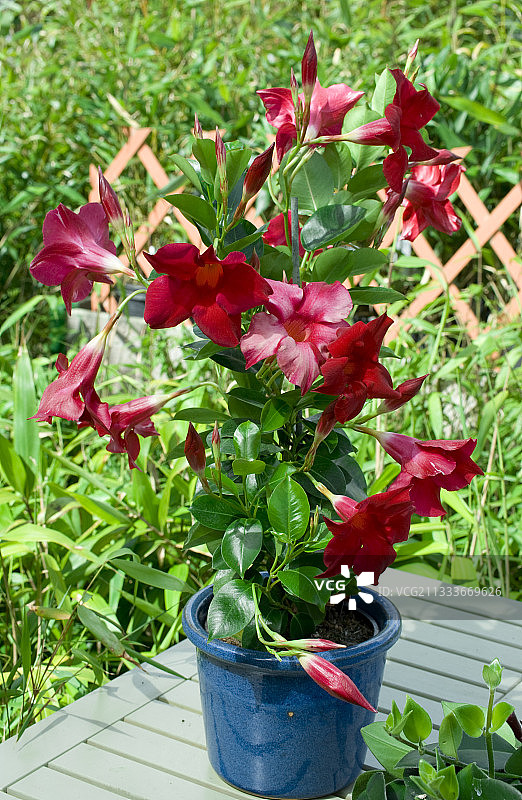 花园露台上的飘香藤图片素材