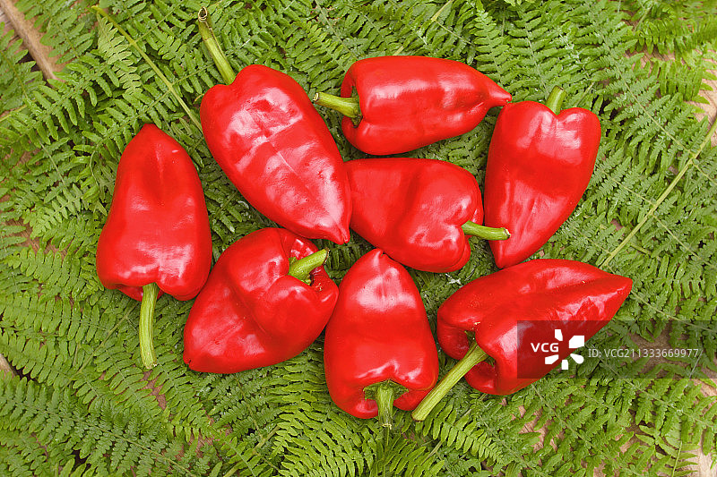 采摘红色“辣椒”图片素材