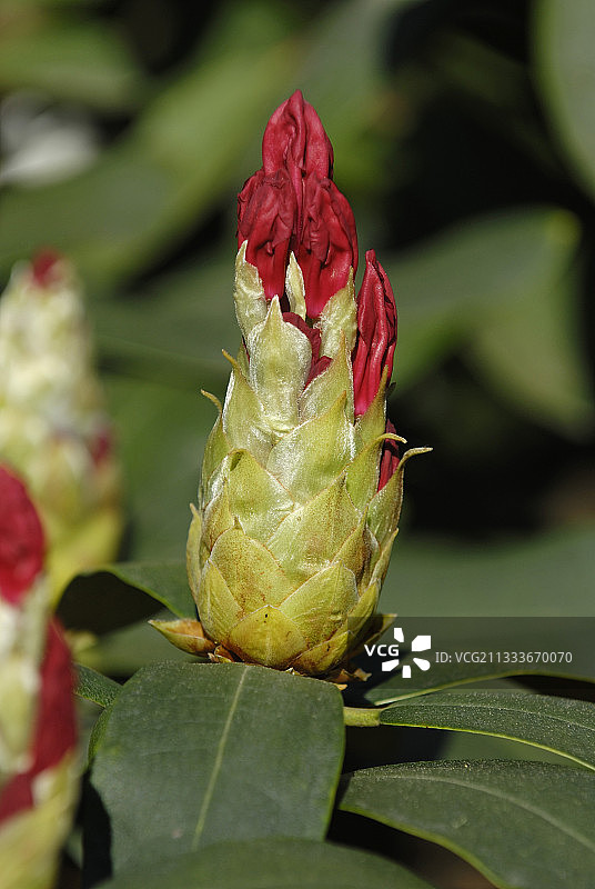米卢斯地区图片素材