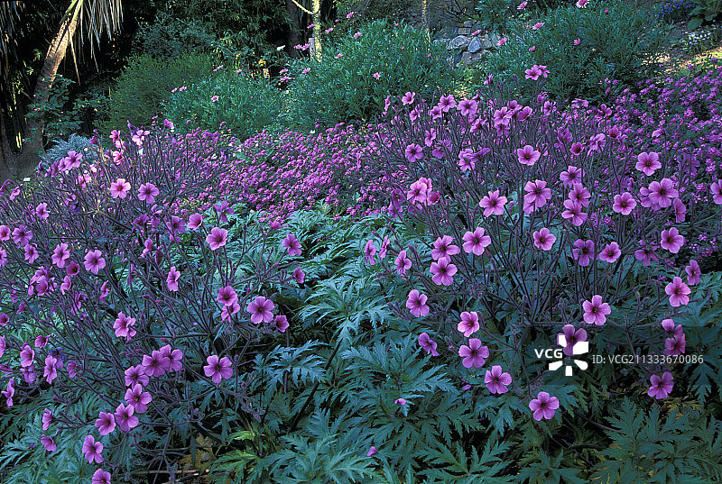 葡萄牙老鹳草图片素材