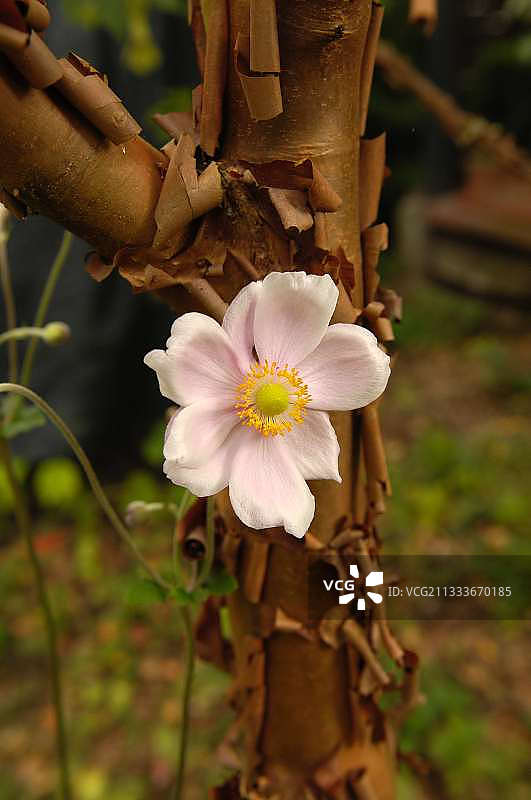 日本银莲花与纸皮枫背景图片素材