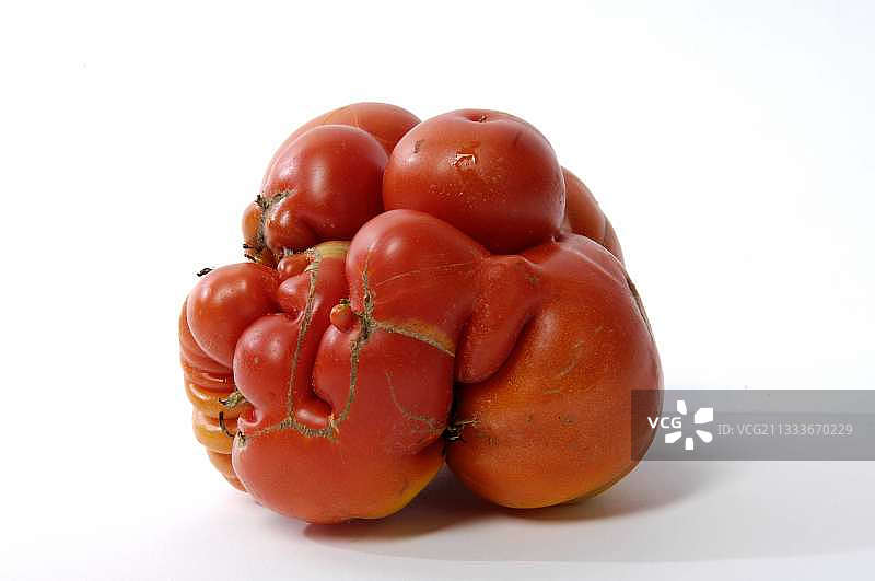 畸形的“佩皮尼昂”番茄图片素材