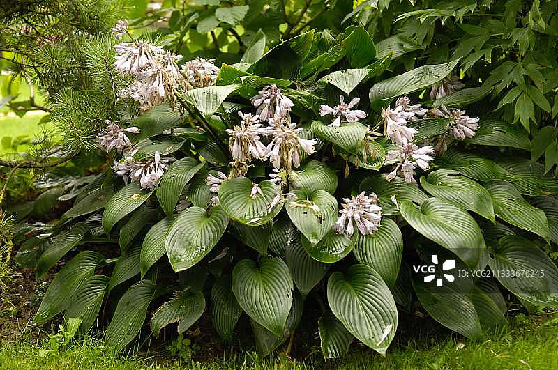 花园中盛开的玉簪花图片素材