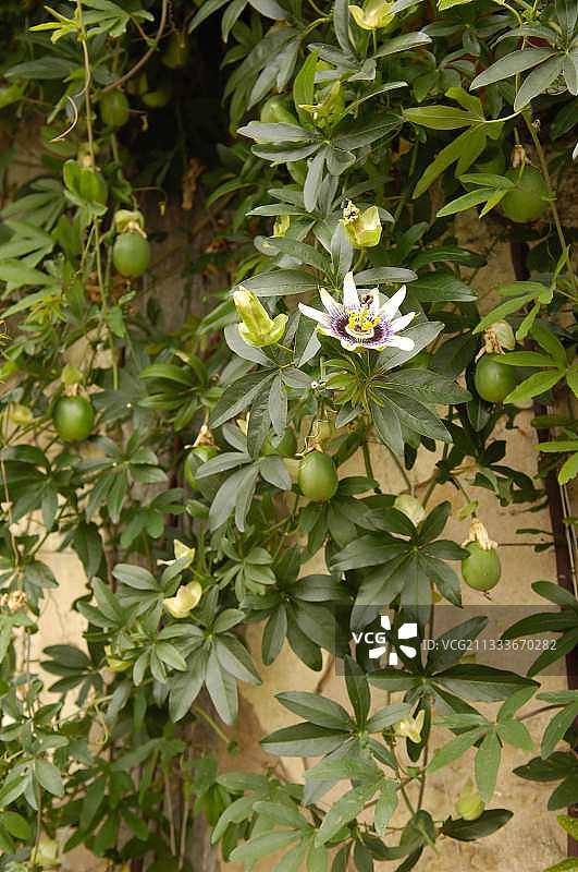 花园里盛开和结果的西番莲图片素材