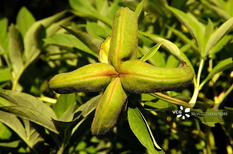 花园里的牡丹果实图片素材