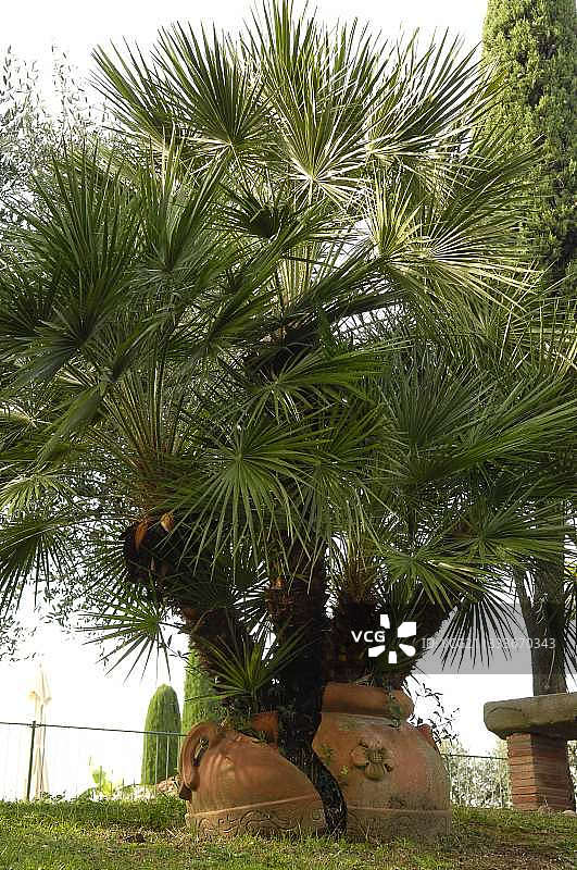 在意大利托斯卡纳被棕榈树打破的花盆图片素材