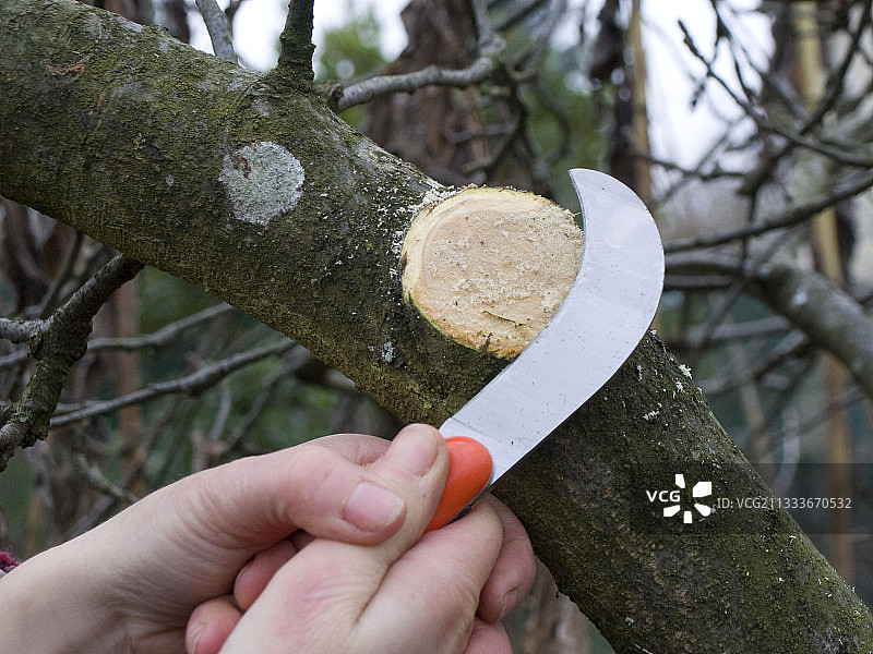 用修枝刀修剪苹果树图片素材