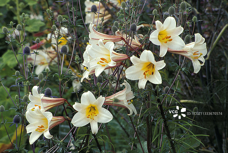 六月的百合花和蓝刺头图片素材