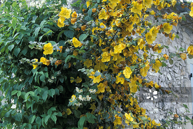 五月的弗里蒙特树图片素材