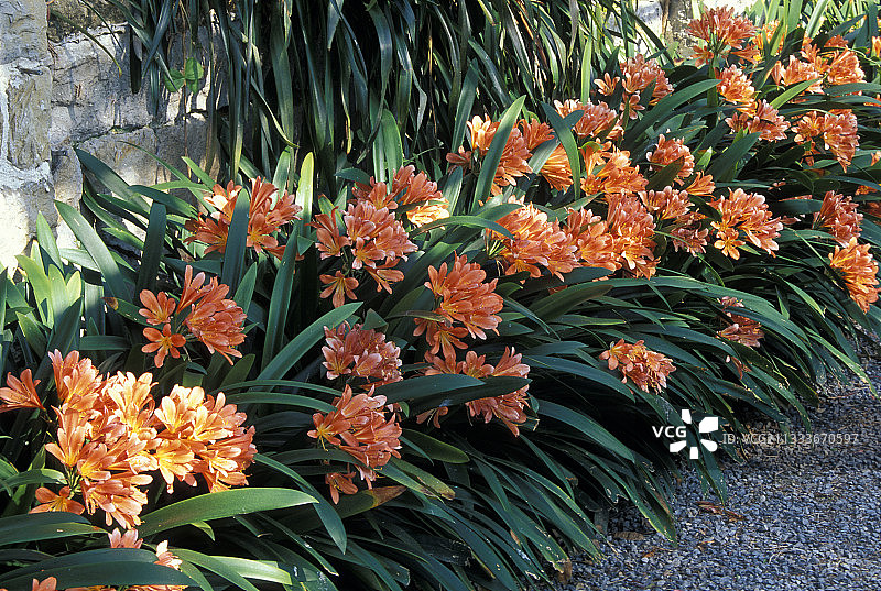 四月的君子兰花坛图片素材