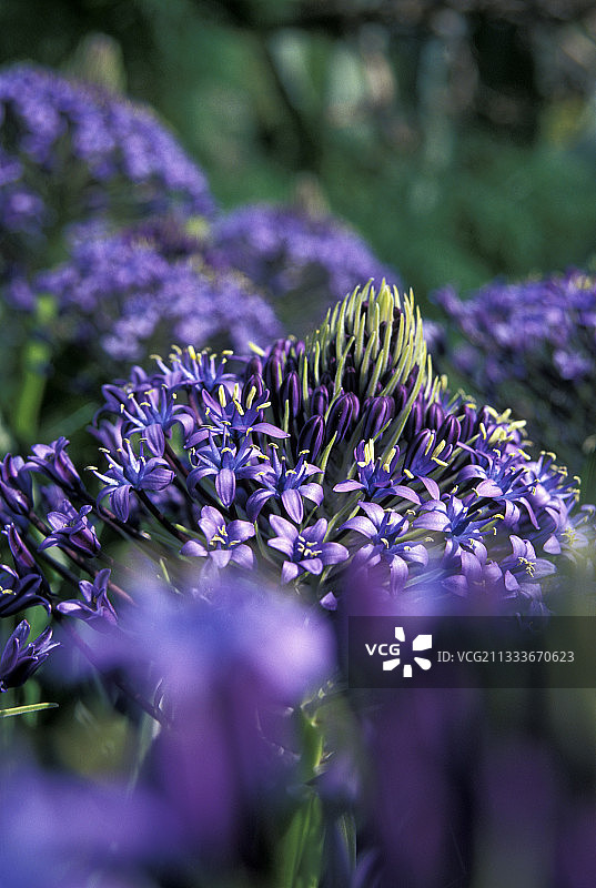 秘鲁海葱图片素材