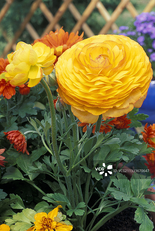 毛茛属植物图片素材