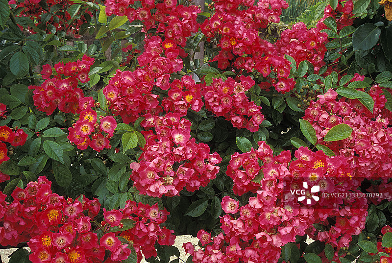 六月玫瑰“罗宾汉”图片素材