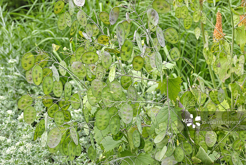 农作物水果图片素材