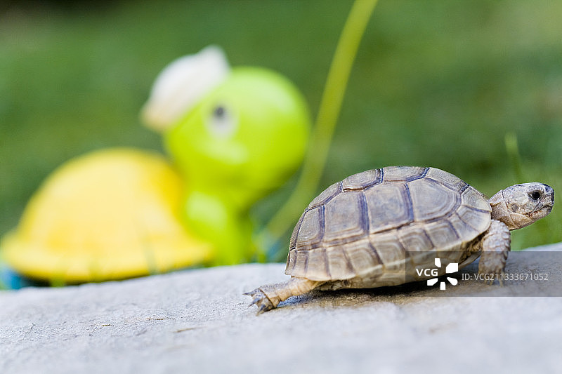 距腿陆龟与玩具龟，法国图片素材
