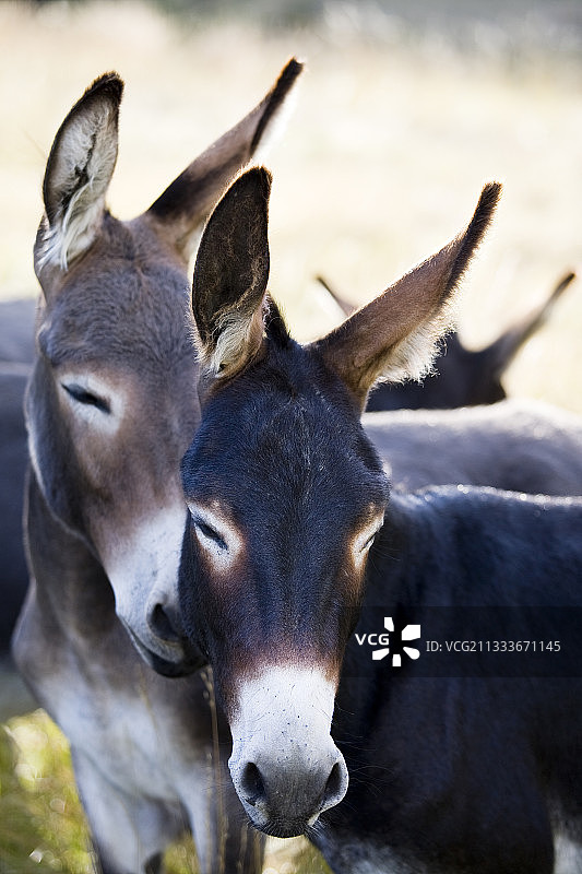 法国普罗旺斯牧场上的驴图片素材