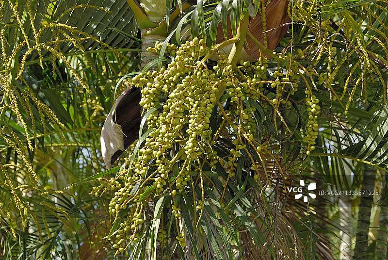 马提尼克岛花园里的黄色蝴蝶棕榈树图片素材