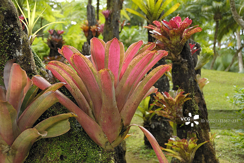 马提尼克岛巴拉塔花园中的凤梨科植物图片素材