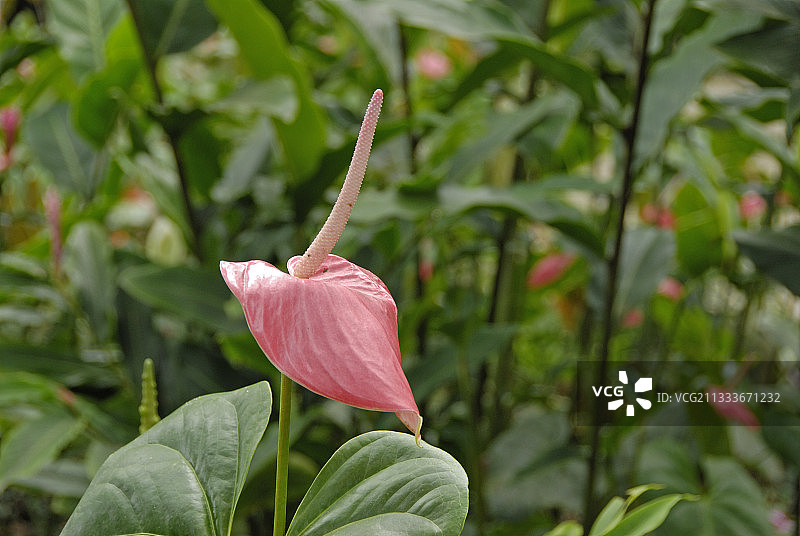 马提尼克岛花园中盛开的红掌图片素材