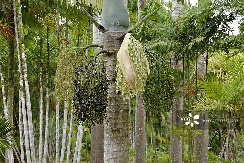 马提尼克岛花园中开花的纺锤榈图片素材