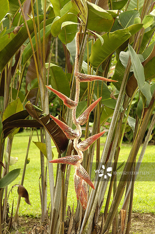 萨拉皮基哥斯达黎加公园内盛开的赫蕉花图片素材