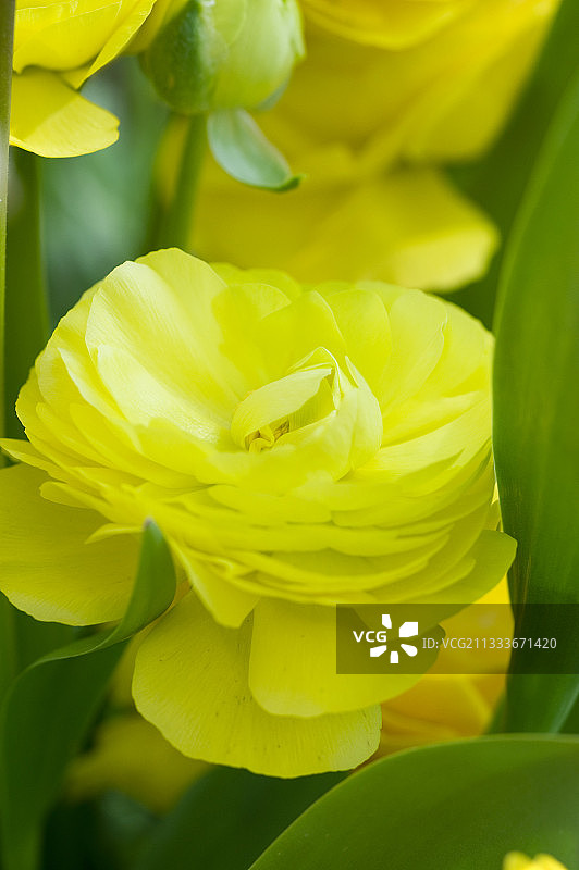 花园里的头巾毛茛图片素材