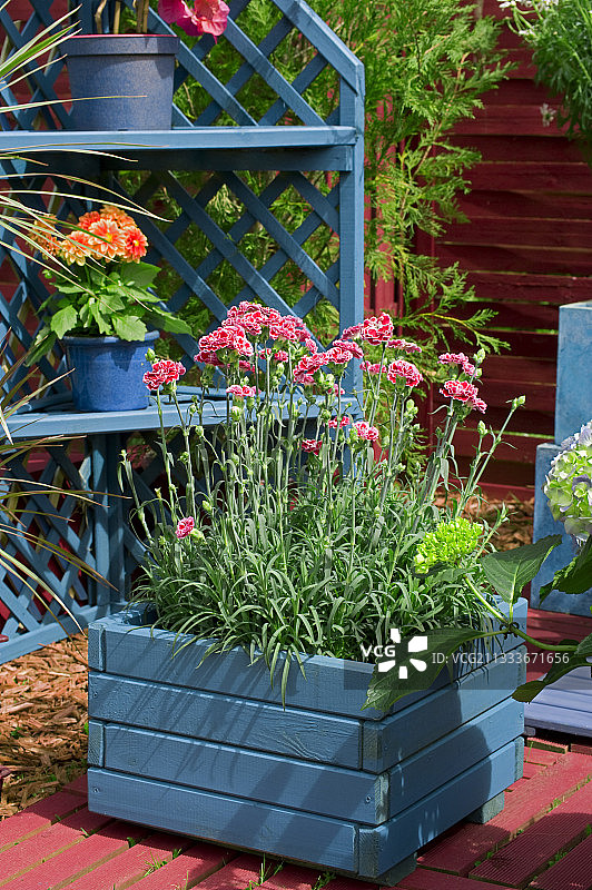 花园露台上盛开的卡图西亚粉图片素材