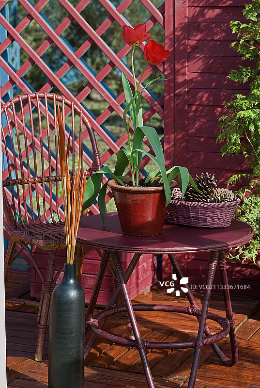 花园露台上盛开的郁金香图片素材