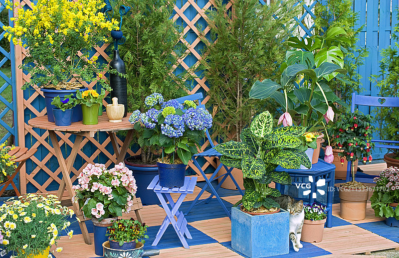 鲜花盛开的花园露台上的猫图片素材