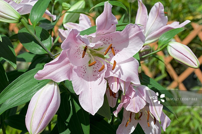 花园露台上盛开的东方百合“马可波罗”图片素材