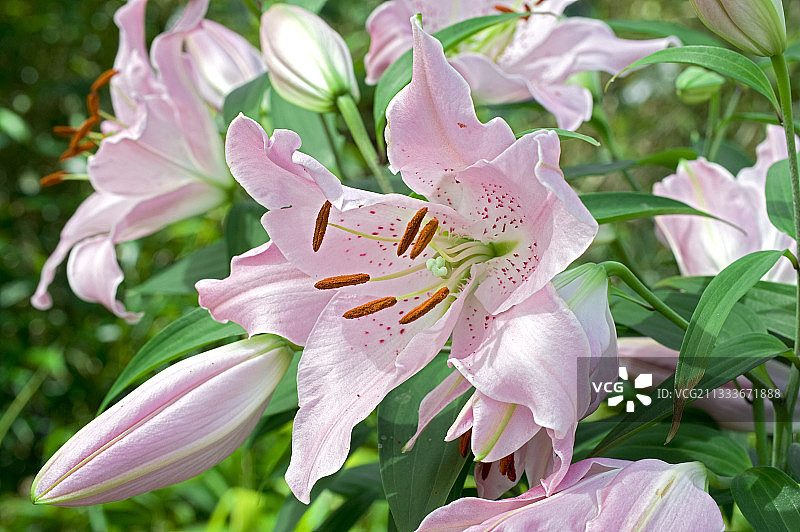 花园露台上盛开的东方百合“马可波罗”图片素材