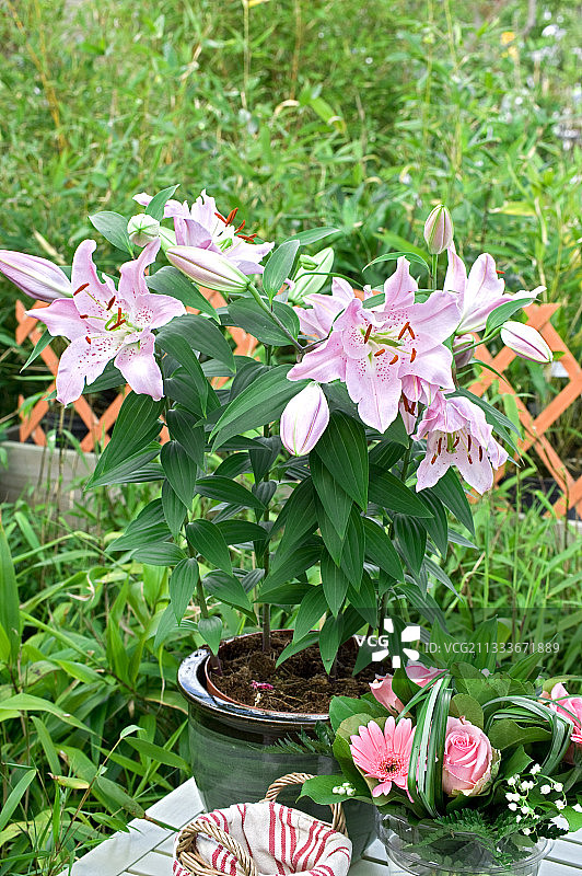 花园露台上盛开的东方百合“马可波罗”图片素材