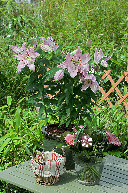 花园露台上盛开的东方百合“马可波罗”图片素材