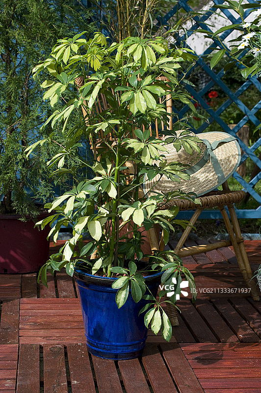 花园露台上的章鱼树图片素材